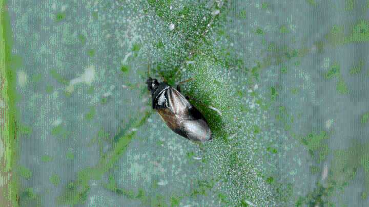 What are the tiny bugs in the air biting people in Kansas?