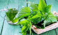 ¿Para qué sirve la ortiga? Propiedades, beneficios y contraindicaciones