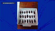 Researcher shares details on Chagas disease