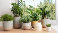 Método infalible para regar las plantas y sobrevivan a altas temperaturas