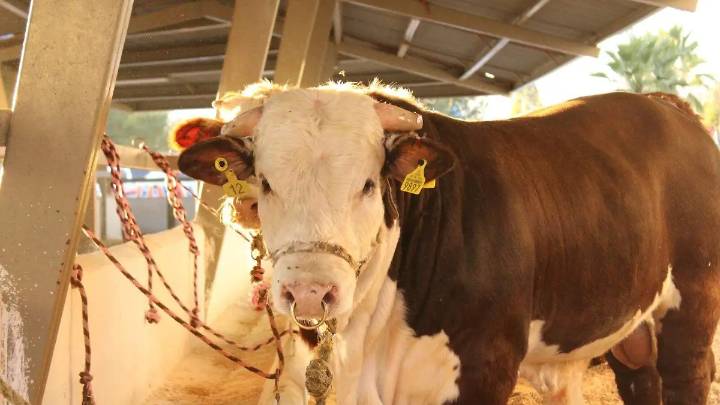 Posible Centro de Carne Premium en Chihuahua da esperanza al sector ganadero de la región sur