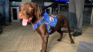 Brodie Hinckley, state official, charged in death of Maine’s comfort dog