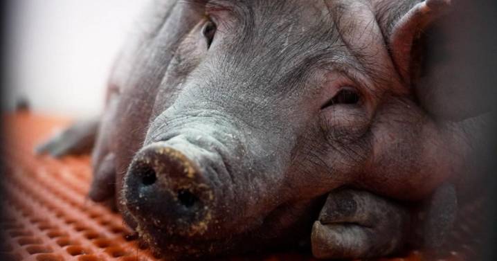 Pig kidney transplants take a step forward with approval of human trials