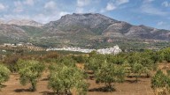 La aceituna: reina de Alozaina