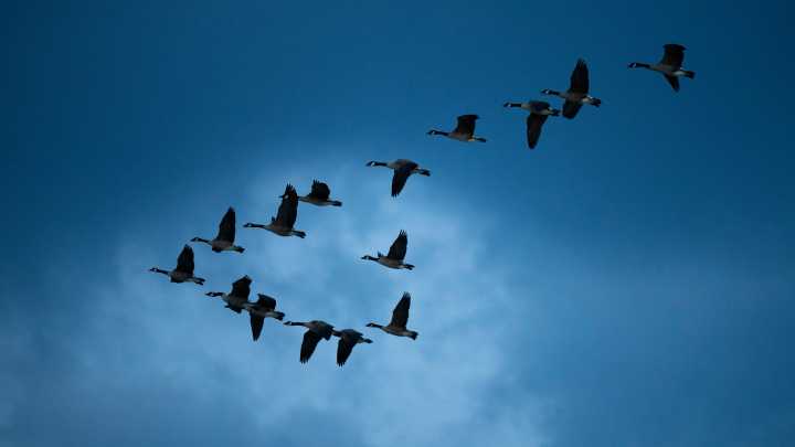Michigan bird migration fills skies each night. How to track them