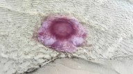 Las extrañas «medusas gigantes» que generan pánico en EEUU, tienen tentáculos de hasta 21 metros