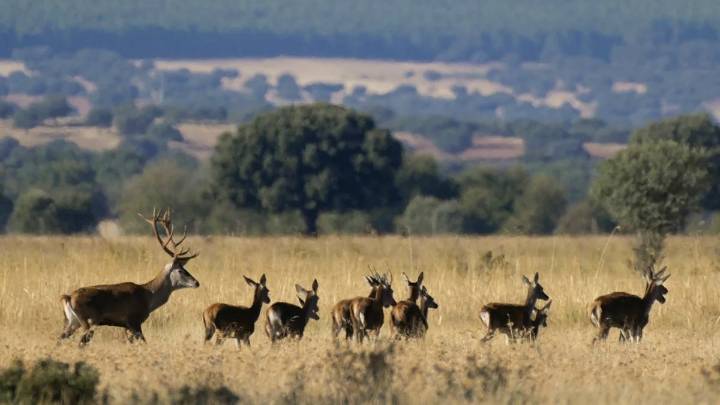 La Eurocámara visitará Cabañeros para observar su estado real de conservación