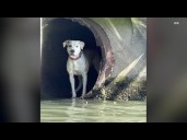 Police rescue lost dog from drainpipe on Chicago River: VIDEO