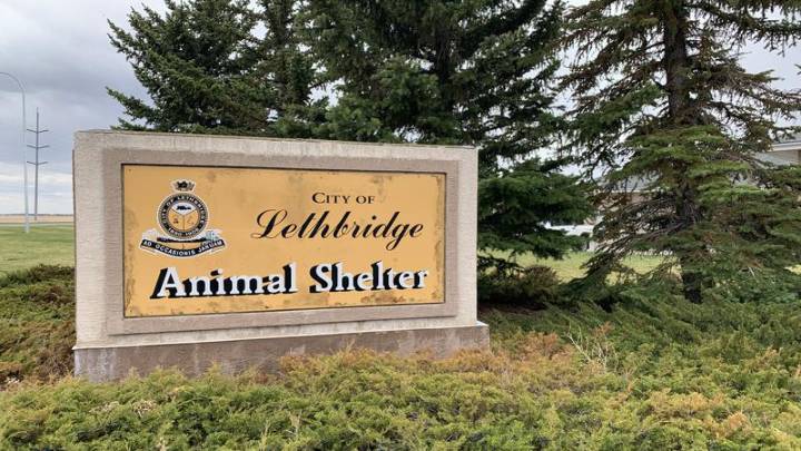 Animal cruelty cases in Lethbridge force Shelter to pause dog intakes
