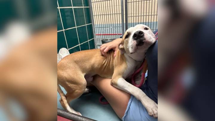 Texas Shelter Pup Just Wants To Hug Everyone, Hoping For A Forever Home