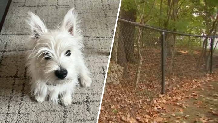 Burlington MA coyote kills dog, woman says