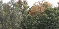 First Alert Weather: Leaves changing colors early in parts of the Ozarks