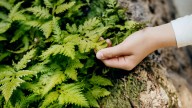 Don't Ignore Ferns This Fall- Here's How To Ensure They'll Flourish In Cooler Weather