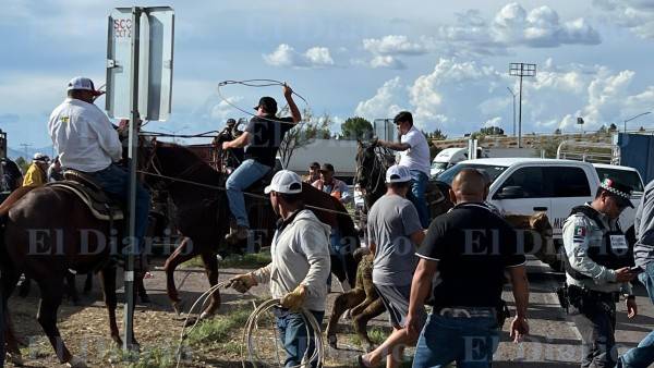 Tráiler con ganado vuelca en la federal 45; mueren 30 reses