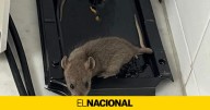 Detectan la presencia de ratas en un CAP de Cataluña