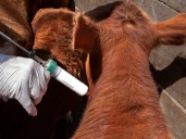 El Gobierno adelantó cambios en la vacunación contra la aftosa: "Mantiene intactas las condiciones sanitarias y comerciales de la Argentina"