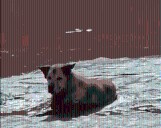 WATCH: First responders rescue senior dog trapped in mud in St. George
