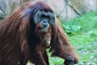 Beloved Denver Zoo orangutan Berani euthanized