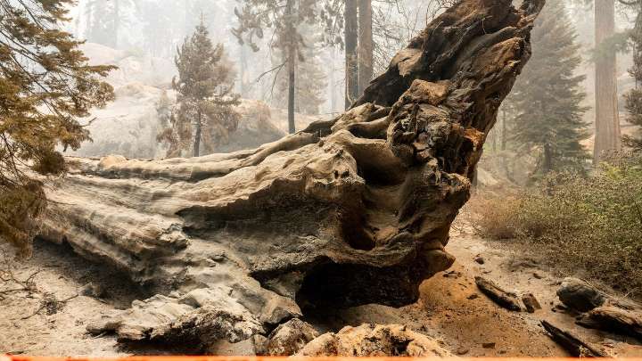 Grove of giant sequoia trees burns in California's Sierra National Forest