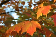Un-Be-Leaf-Able! Fall Colors Are Already Showing in New York