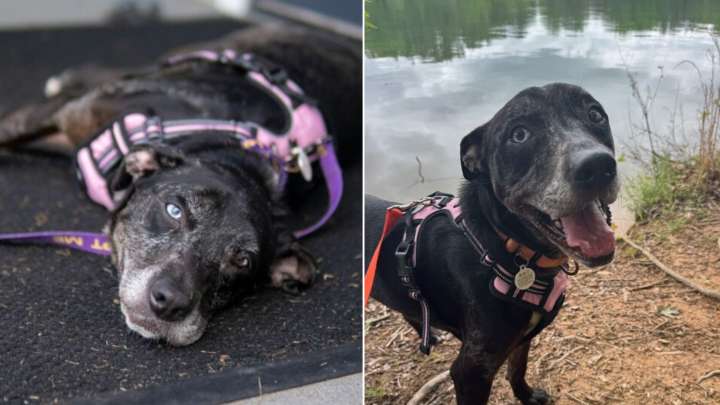 Dog’s Joy Turns To Heartbreak When The Car Pulls Back Into A Georgia Shelter