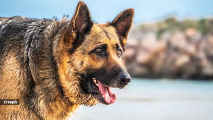 Chandigarh: Owner booked as his pet dog bites 43