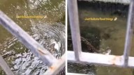 Kolkata Floods: Meet The Snake Who Found Its Favourite Fish In Water