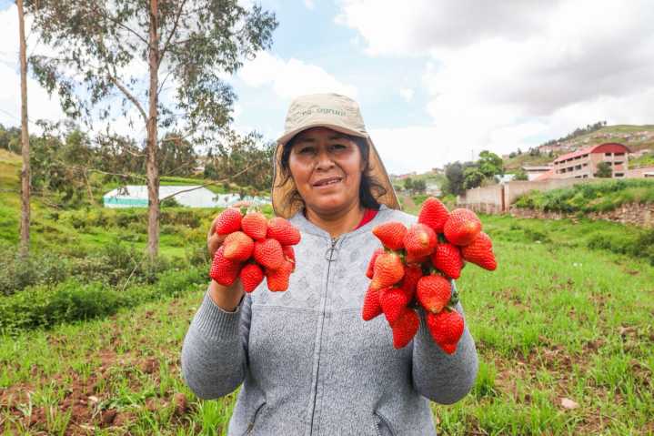 Perú concreta acuerdo para exportación de fresa hacia Brasil