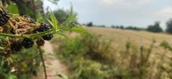 A trail run with blackberries and late summer flowers on Oregon’s Sauvie Island