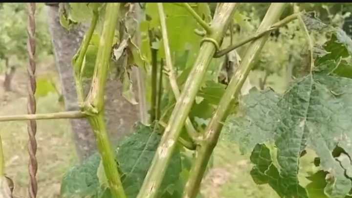 Los seguros agrarios como chaleco salvavidas: Abono de 6,6 millones a viticultores de La Rioja por los siniestros registrados en viñedo en 2025