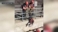 Crews rescue dog stuck in aqueduct in Phelan