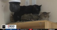 Man faces criminal charges for multiple violations after 101 cats seized from home