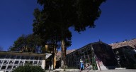 Bolivia's 'miracle tree' struck by lightning conjures luck