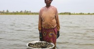 Photos show Ghana's female oyster farmers sustaining a generational practice