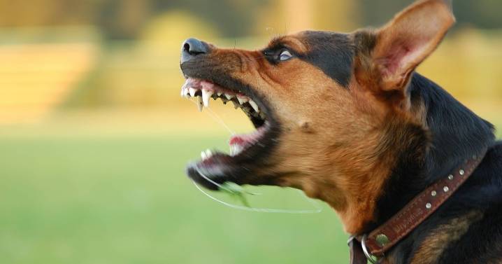 Government issues update on call to prosecute dog owners when pets kill other animals