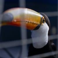 Toucans, tortoises saved in major Brazil trafficking bust