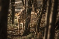 Beloved cheetah dies at Cleveland Metroparks Zoo