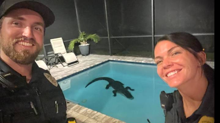 Gator hatchling season: What to do if an alligator is on your property