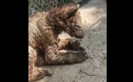 Exhiben a osezna en graves condiciones de abandono en zoológico de NL