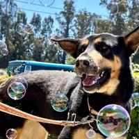 CAPA Pet of the Week: Starby