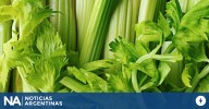 Qué son las fibras del Apio: ¿es mejor quitarlas o dejarlas?