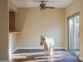 Southern California realtor enlists miniature therapy horse to help sell property