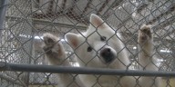 Shelby Humane Society meets donation goals to pay staff, plans next steps