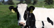 Central California dairy employee arrested after alleged abuse of cow
