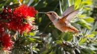 16 Rare And Beautiful Birds You Can Attract To Your Yard (And How To Do It)