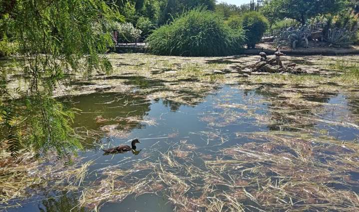 Dos gansos aparecen muertos en el Parque de Los Príncipes