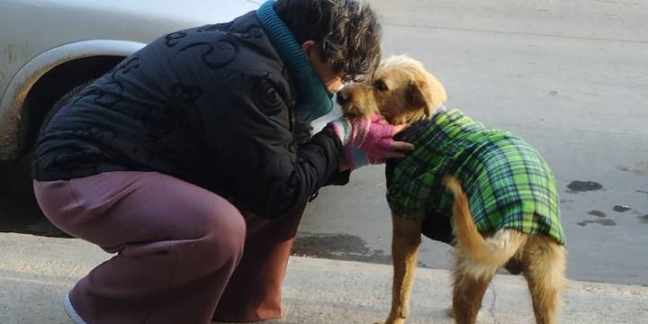 Camas en la vereda: la historia de Vanesa Moreira y su lucha por los perros sin familia