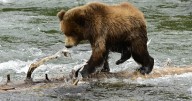 Fat Bear Week returns to Katmai as millions pick their favorite heavyweight champs