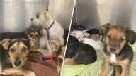 18 dogs rescued from Coachella property