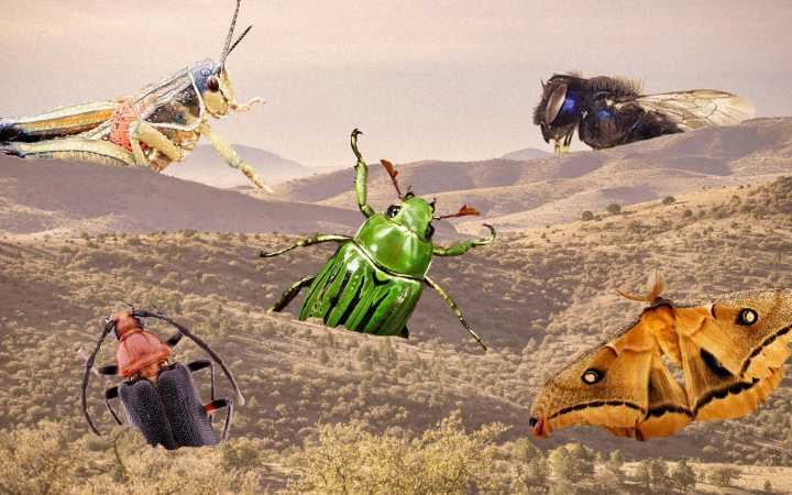 New Discoveries in West Texas Show Us How Little We Know About Bugs